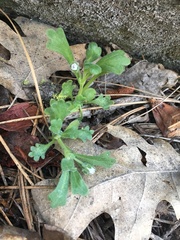 Nemophila spatulata
