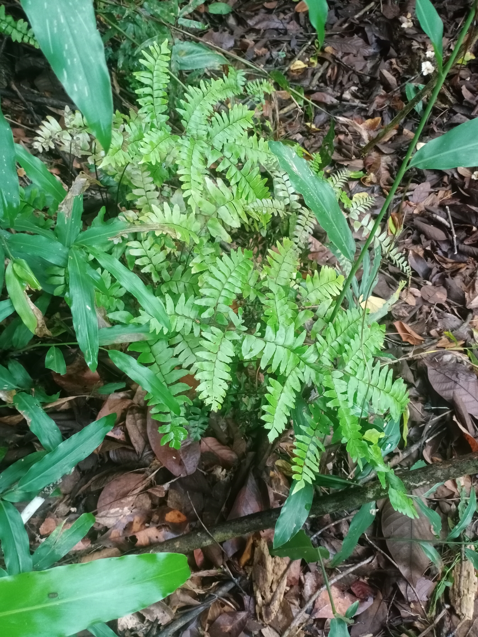 Adiantum latifolium (Adiantum latifolium)