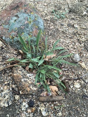 Viola pinetorum grisea