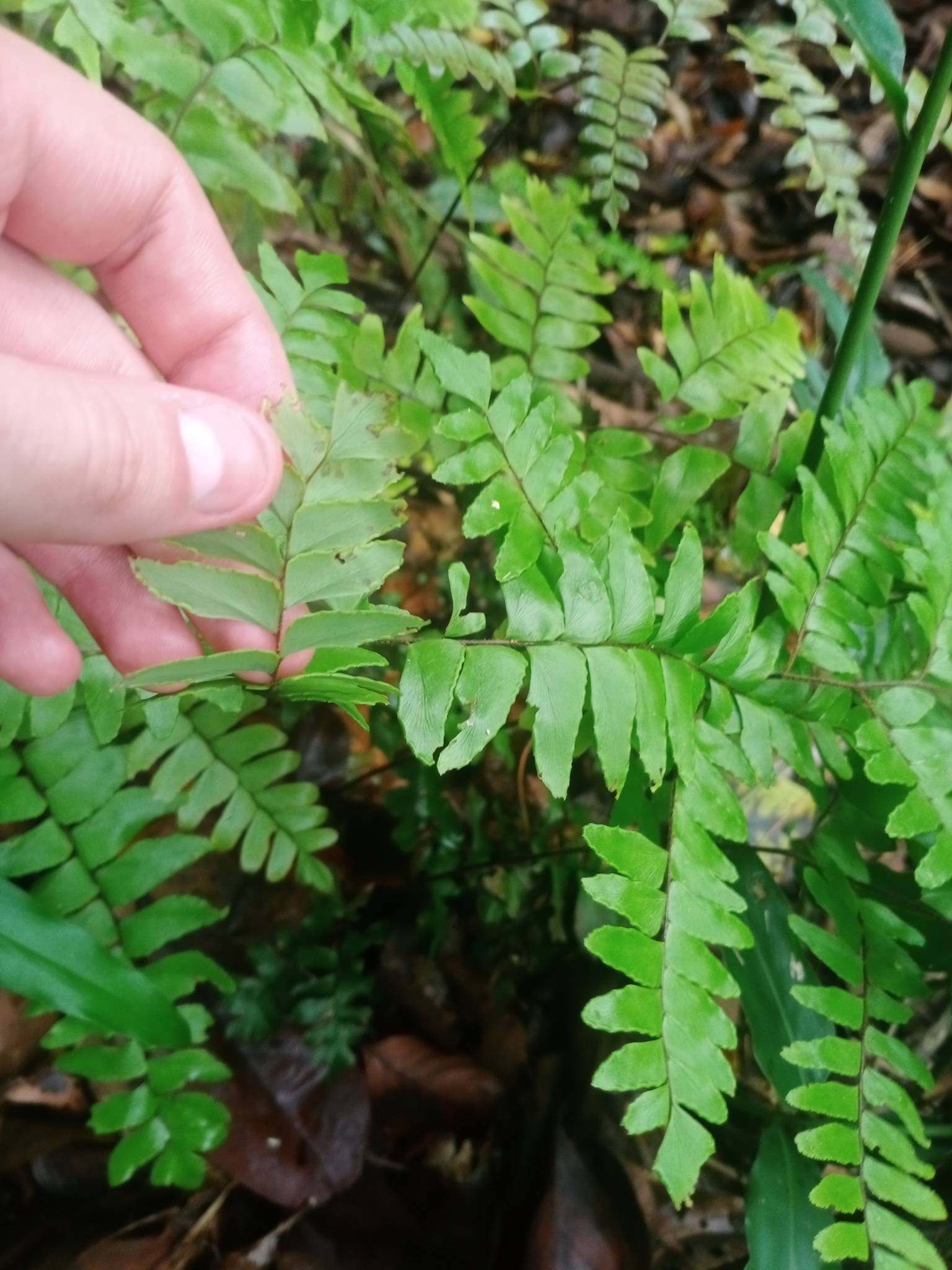 Adiantum latifolium — ảnh 2