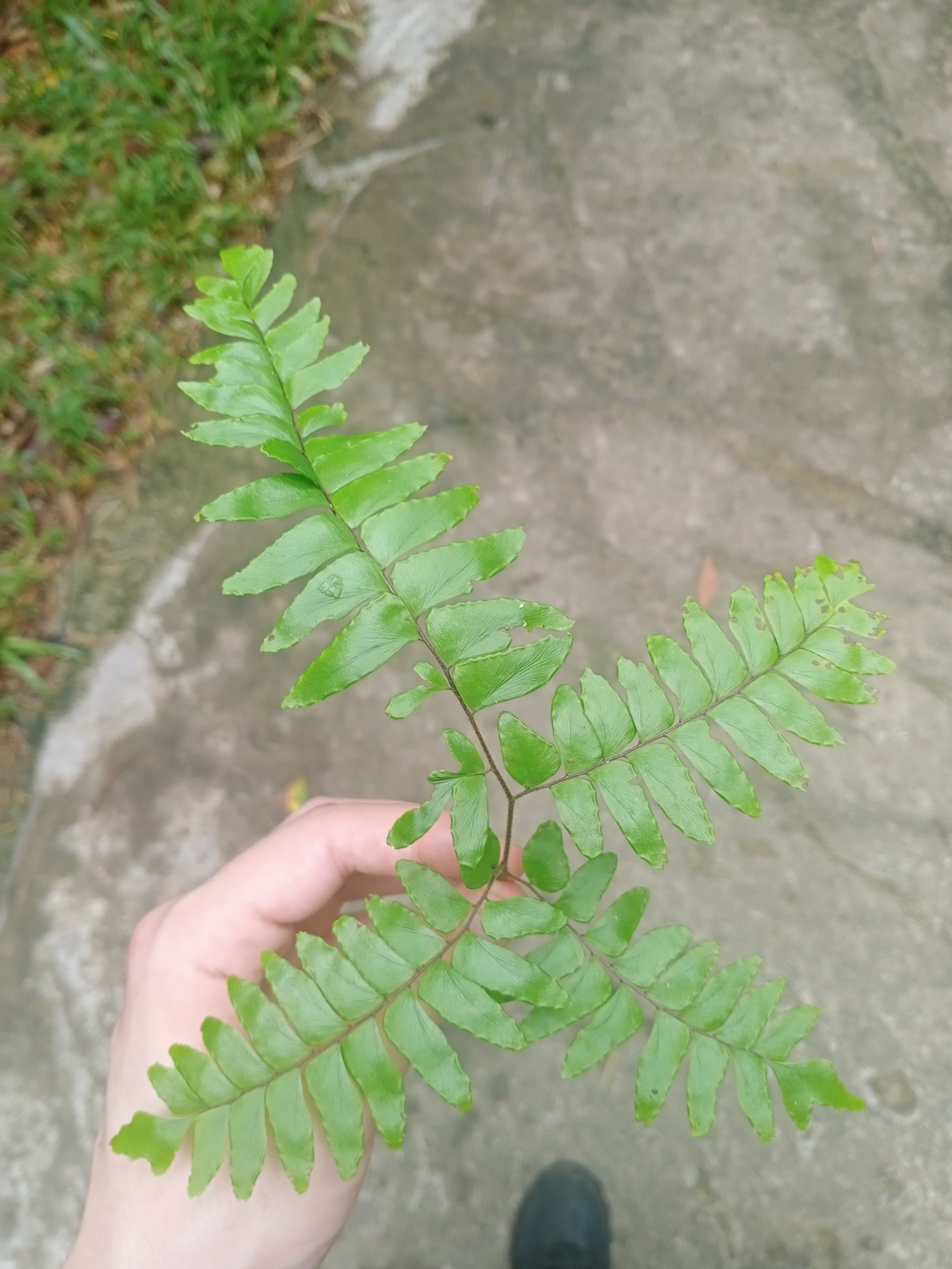 Adiantum latifolium — ảnh 3
