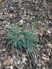 Chaenactis santolinoides