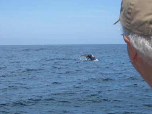 Humpback Whale photographed in New Hampshire