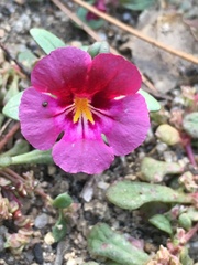 Diplacus constrictus