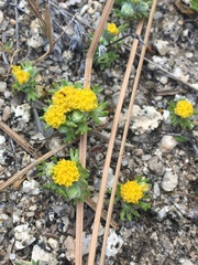 Eriophyllum pringlei