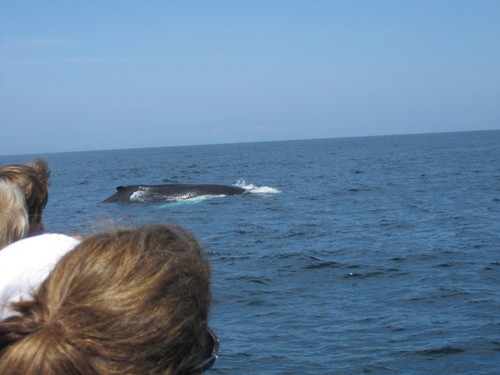 Humpback Whale photographed in New Hampshire