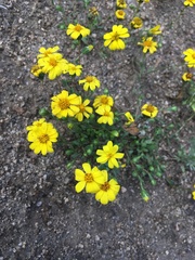 Pentachaeta fragilis