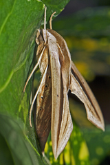 Theretra silhetensis