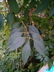 Forsythia × intermedia