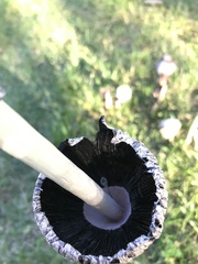 Coprinus