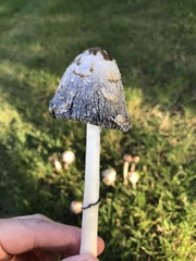 Coprinus
