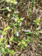 Collinsia childii