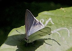 Hypolycaena