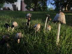 Coprinus
