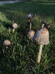 Coprinus
