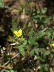 Tropidocarpum gracile