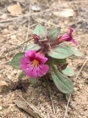 Diplacus constrictus