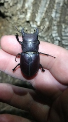 Lucanus mazama