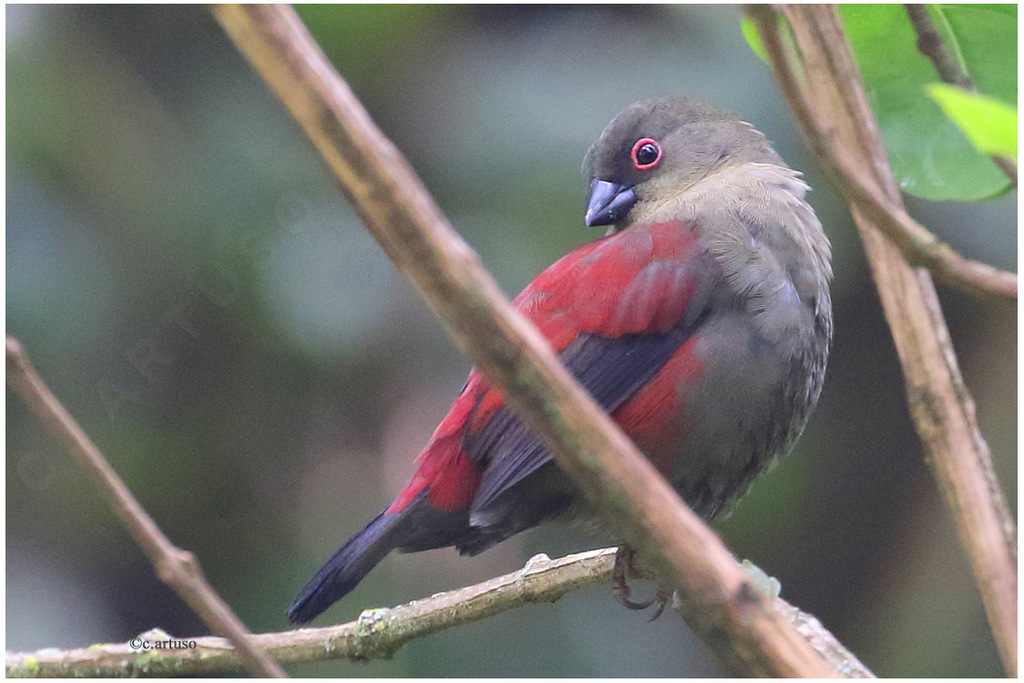 Abyssinian Crimsonwing photo