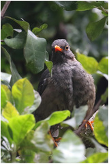 Turdus abyssinicus