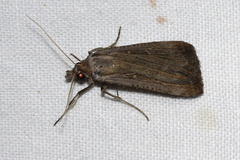 Tathorhynchus fallax