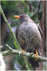 Turdus abyssinicus