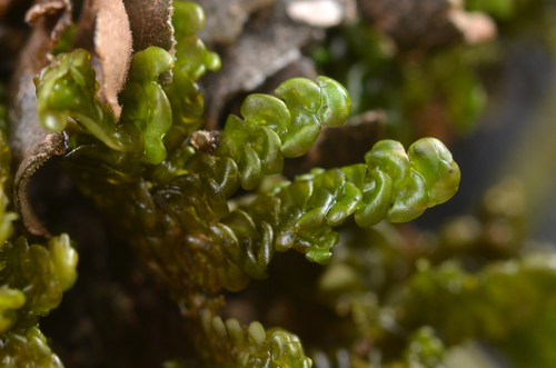 Radula brunnea