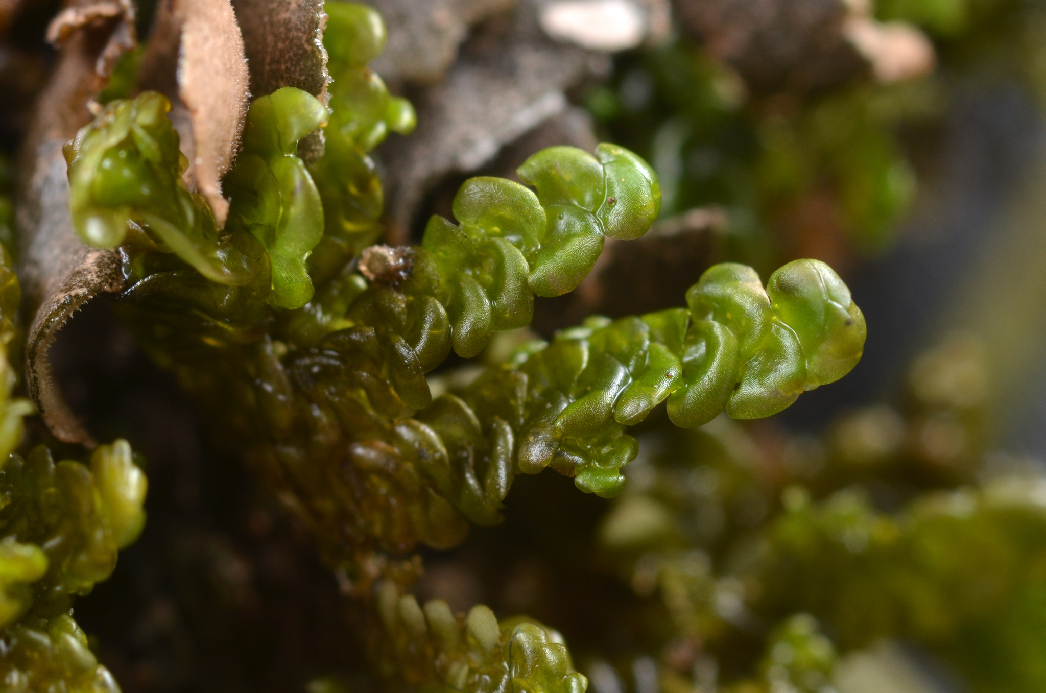 Radula brunnea