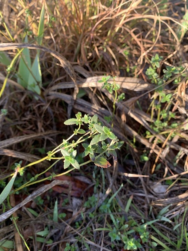 Gonocarpus humilis, 2025-06-11