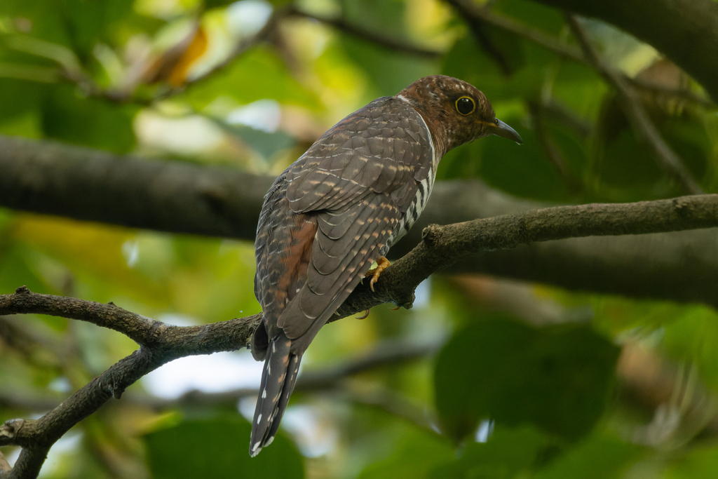 Lesser Cuckoo