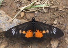 Acraea penelope