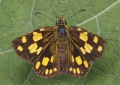 Metisella