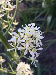 Toxicoscordion exaltatum