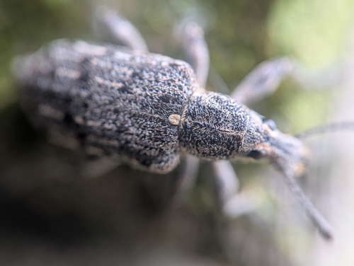New York Weevil photo 5
