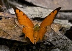 Polyura paphianus