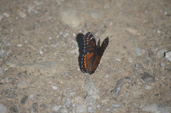 Limenitis arthemis x archippus