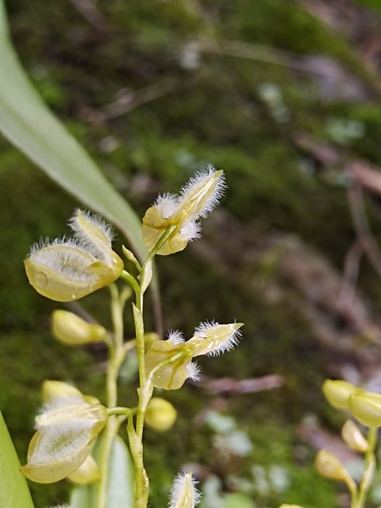 Stelis pilosa
