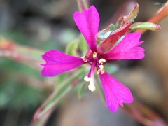 Clarkia xantiana