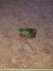 Fejervarya limnocharis