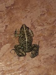 Fejervarya limnocharis