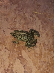 Fejervarya limnocharis