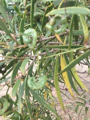 Acacia spirorbis