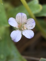 Nemophila spatulata