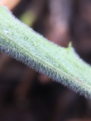 Viola pinetorum grisea