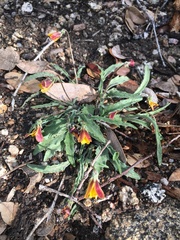 Viola pinetorum grisea