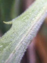 Viola pinetorum grisea