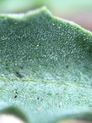 Viola pinetorum grisea