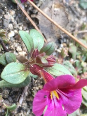 Diplacus constrictus