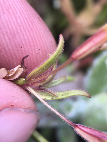 Image of Erythranthe discolor by (c) Matt Berger, some rights reserved (CC BY)