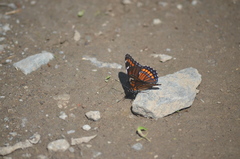 Limenitis arthemis x archippus